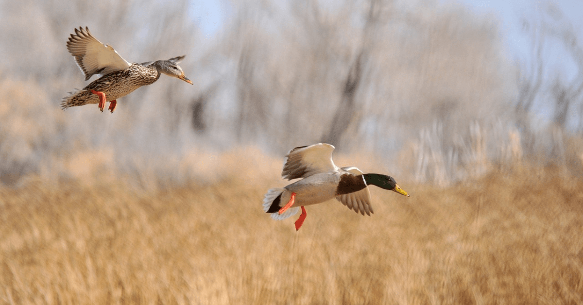 Featured Image for Timber Duck Hunting
